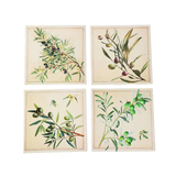 Coasters x 4 - Square Olives